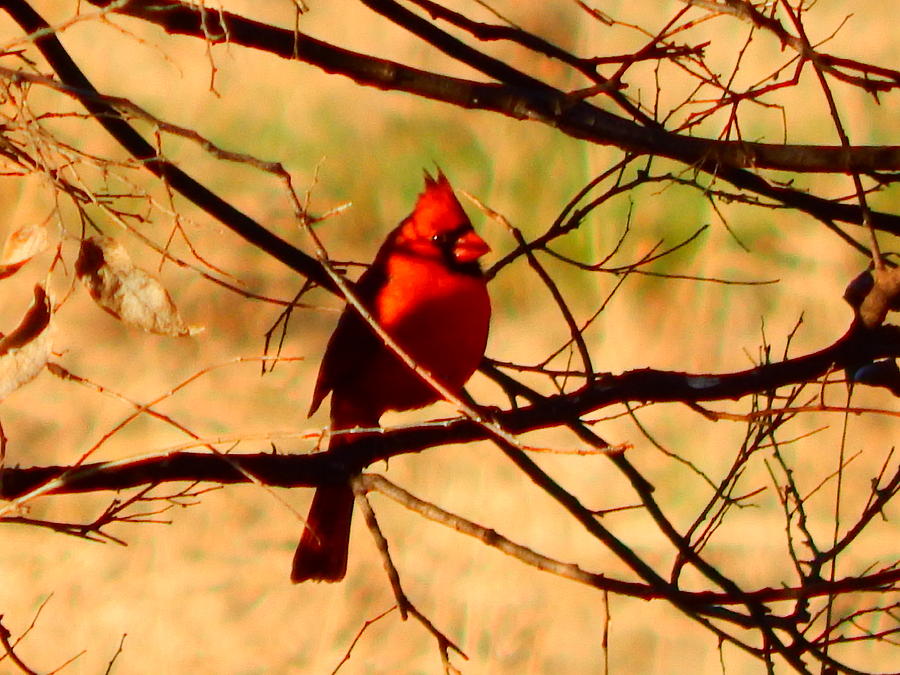 Cardinal in evening light Photograph by Virginia White