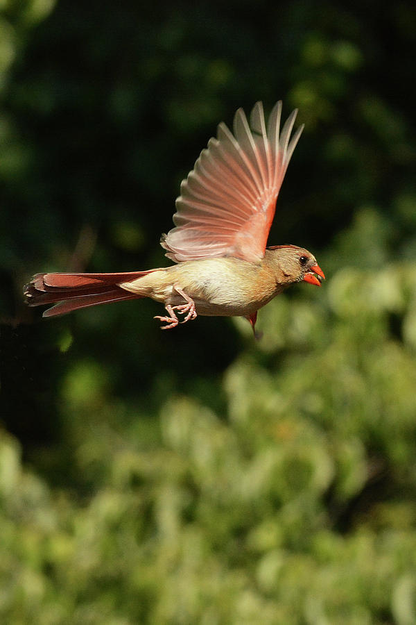 Cardinal in Flight Photograph by Alan Lenk