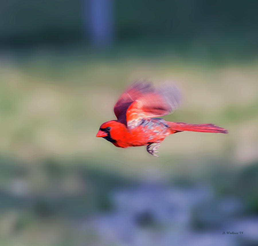 Cardinal In Flight Digital Art by Brian Wallace