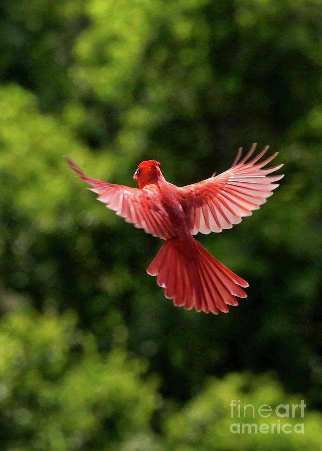 flying red bird