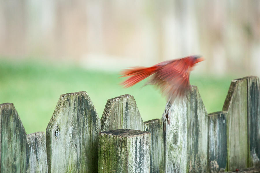 Cardinal in Flight Photograph by Erin Cadigan