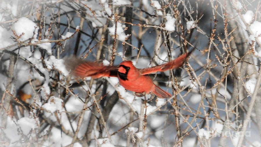 Cardinal in Flight Photograph by Lisa Kilby