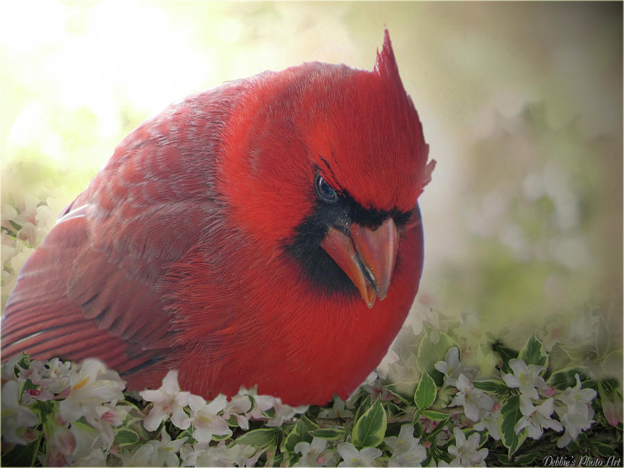 Cardinal in flowers Photograph by Debbie Portwood