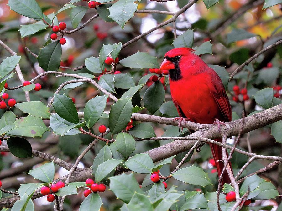 Cardinal in Holly Tree Photograph by Linda Stern