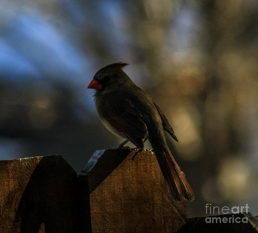 Cardinal in Low Light Photograph by Toma Caul