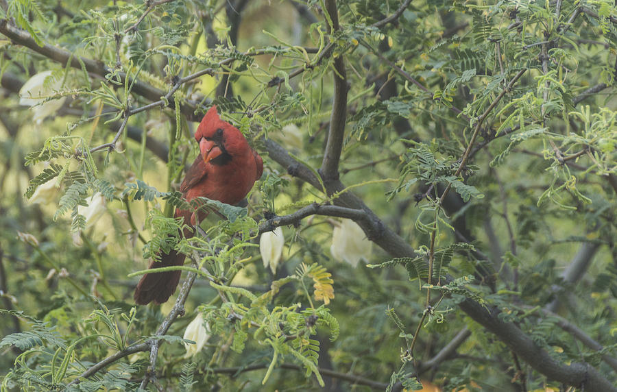 Cardinal in Mesquite Photograph by Laura Pratt