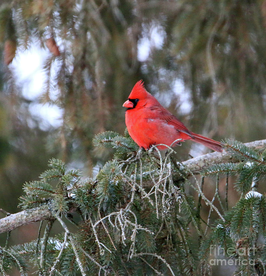 Cardinal in Pine Tree  6210 Photograph by Jack Schultz