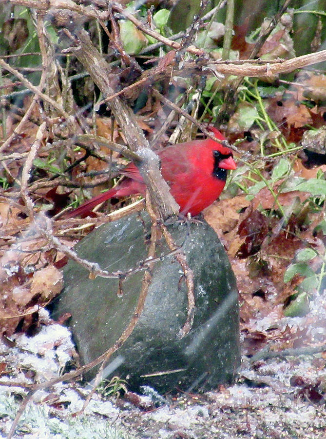 Cardinal in Snow Photograph by CAC Graphics