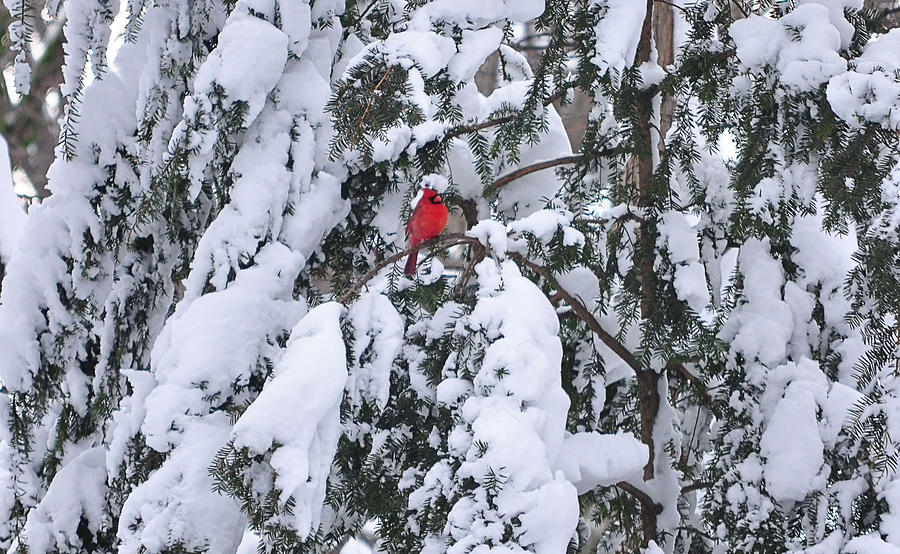 Cardinal Photograph - Cardinal in snow 1 by David Halperin