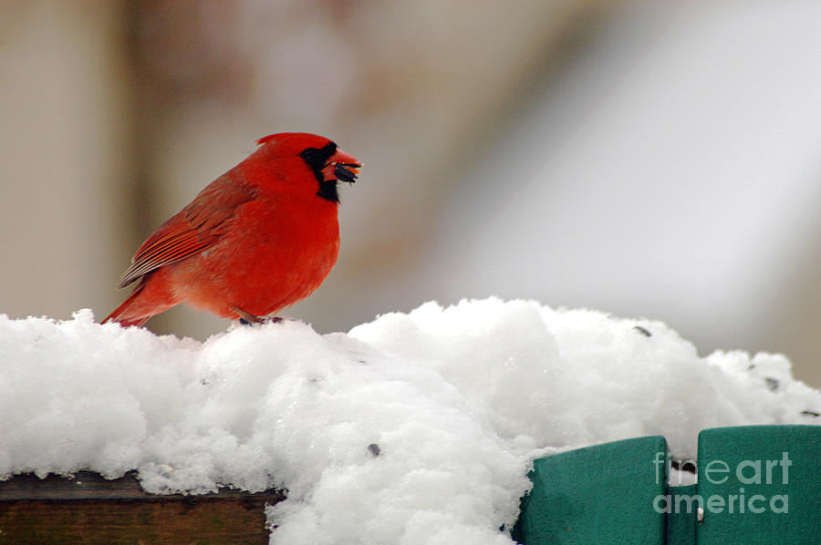 Cardinal in Snow Photograph by Clayton Bruster