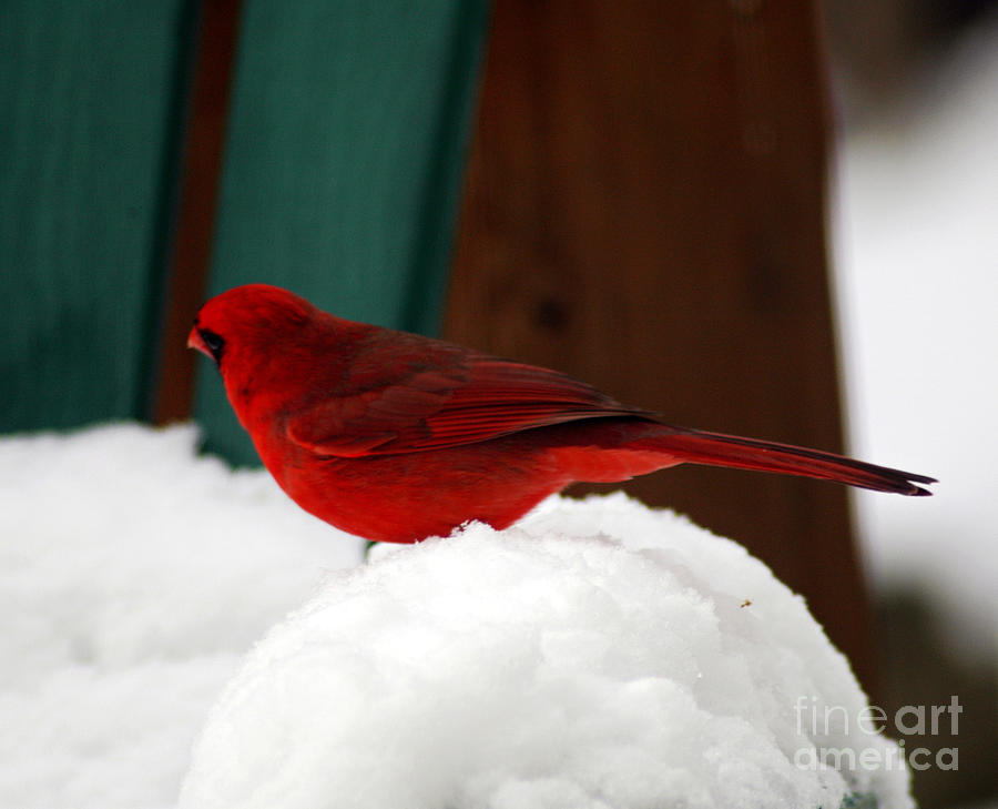 Cardinal Photograph - Cardinal in Snow II by Clayton Bruster