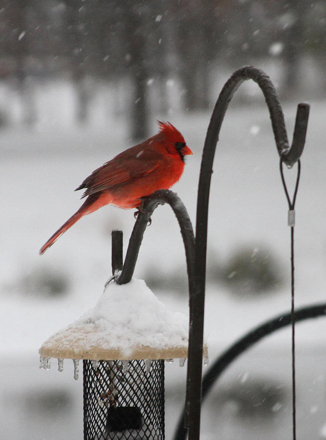 Cardinal in Snow Photograph by Laurie Pace