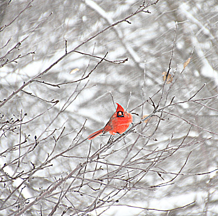 Cardinal Photograph - Cardinal in Snow by Laurie Prentice