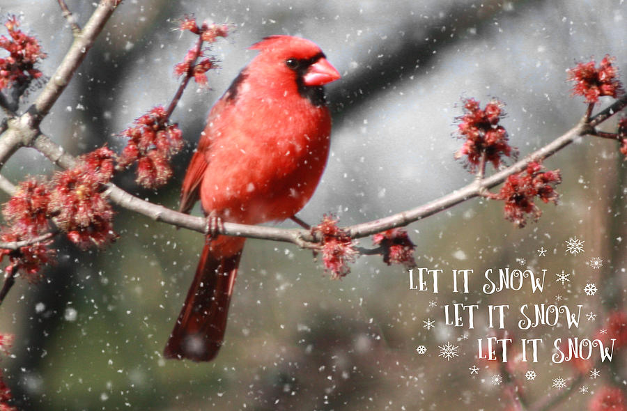 Cards Photograph - Cardinal in Snow by Linda C Johnson Cards Photograph - Cardinal in Snow by Linda C Johnson