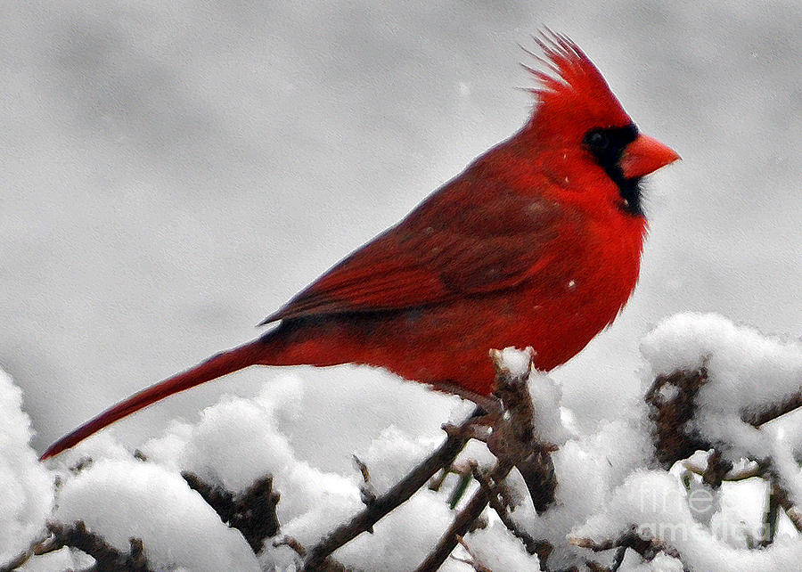 Cardinal In Snow Photograph by Lydia Holly