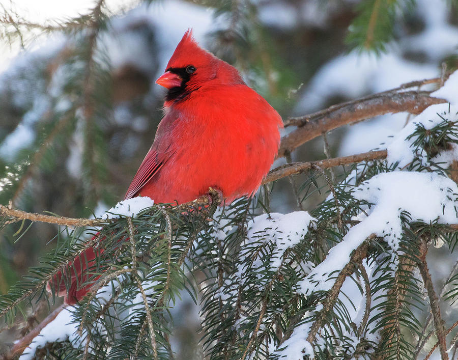 Cardinal in Snow Photograph by Mindy Musick King