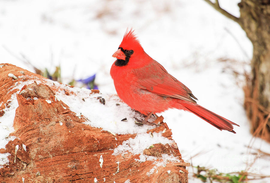 Cardinal in Snow Photograph by Reecie Steadman