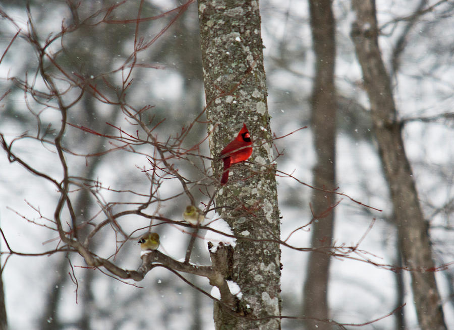 Cardinal in Snow Storm Photograph by Douglas Barnett