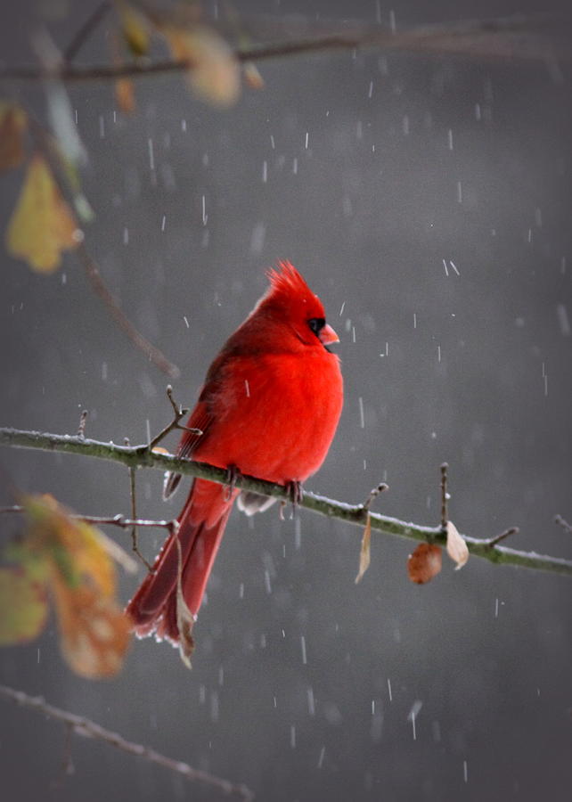 Cardinal in Snow Photograph by Travis Truelove
