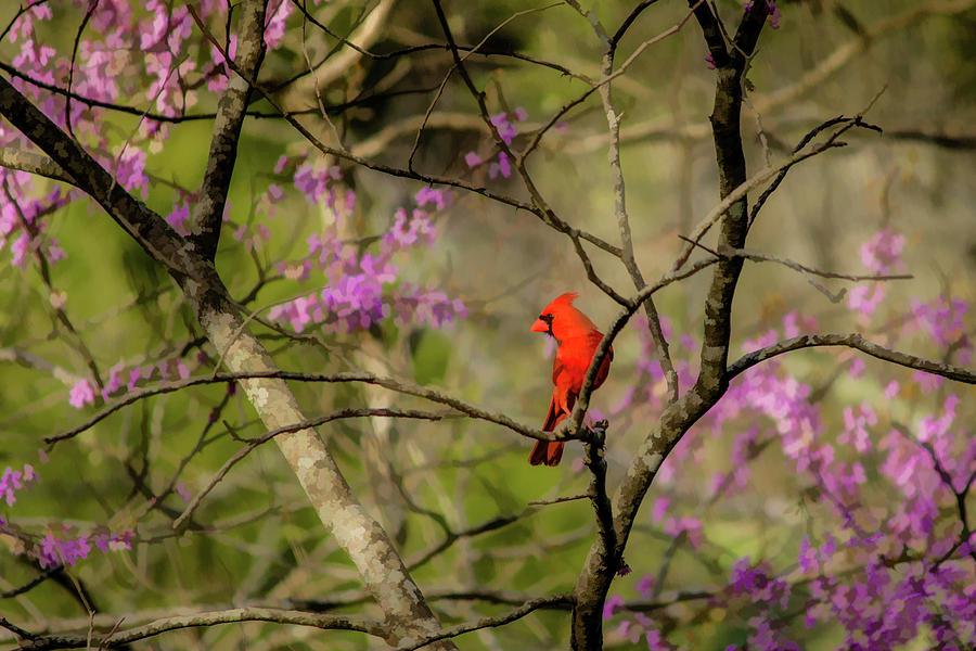 Cardinal in Spring Digital Art by Lisa Lemmons-Powers