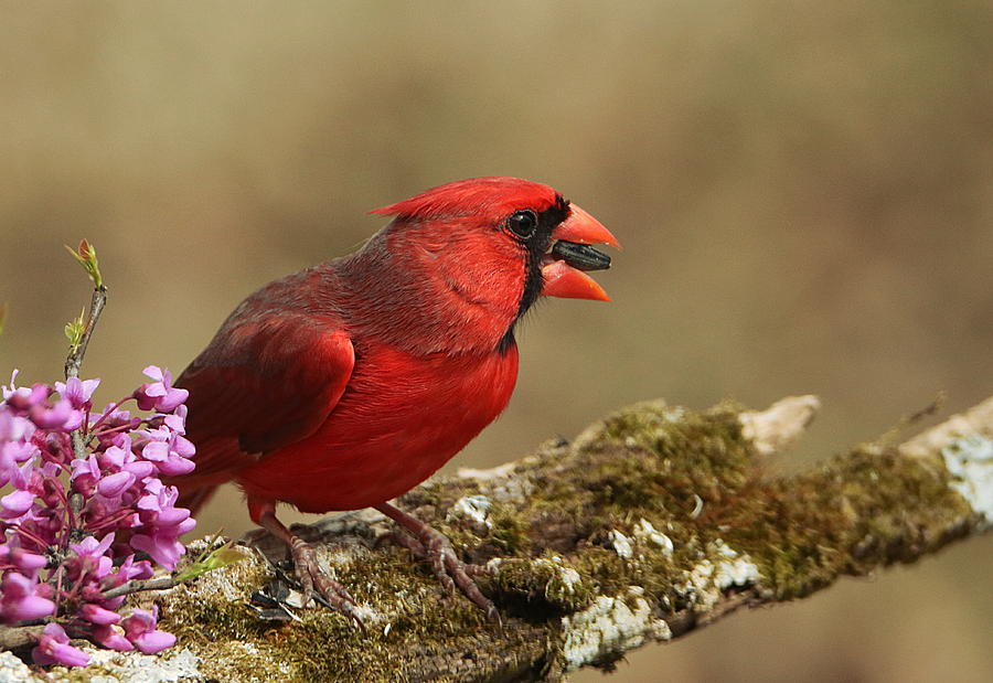 Cardinal in Spring Photograph by Sheila Brown