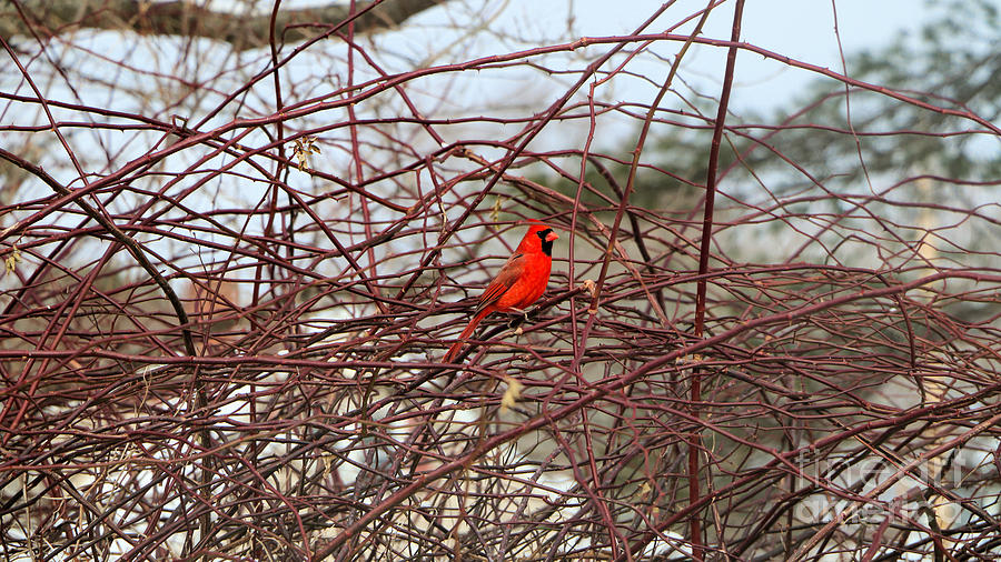 Cardinal In The Bramble Patch Photograph