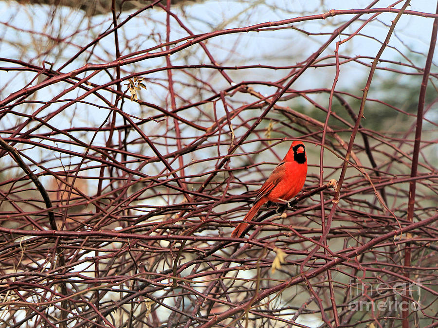 Cardinal in the Brambles II Photograph by Elizabeth Dow