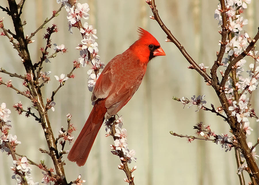 Cardinal In the Cherry Blossoms Photograph by TnBackroadsPhotos 