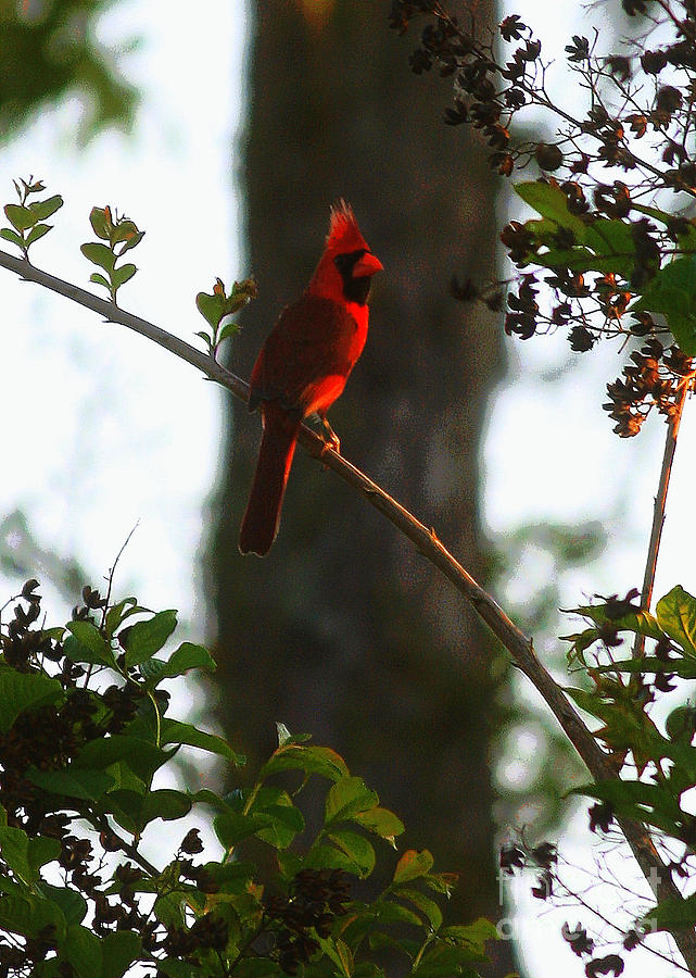 Cardinal in the Crepe Myrtle Photograph by Carol Groenen