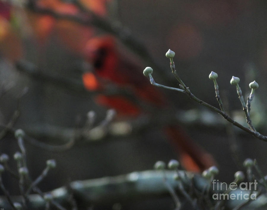 Cardinal in the Dogwood Photograph by Lizi Beard-Ward