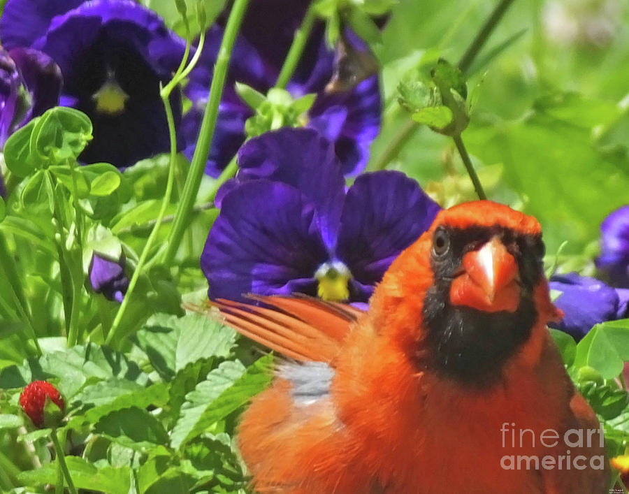 Cardinal in the Garden Photograph by Lizi Beard-Ward
