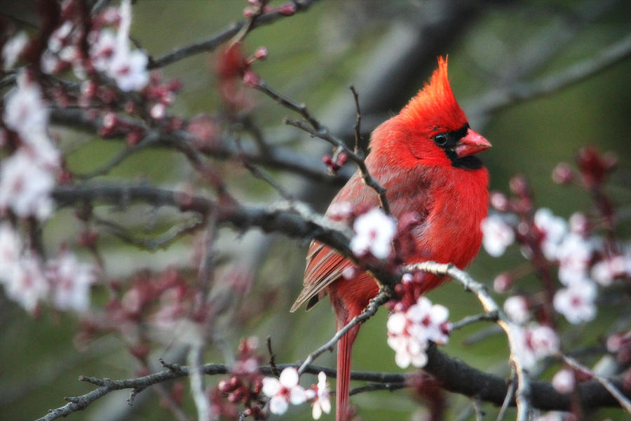 Cardinal in the Light of Day Photograph by Trina Ansel