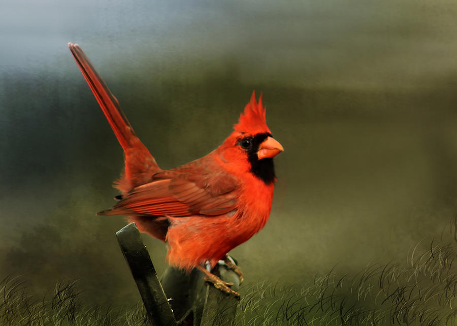 Cardinal in the Meadow Photograph by TnBackroadsPhotos 