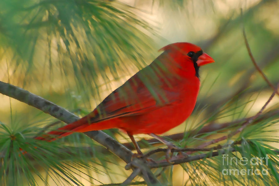 Cardinal In the Pines Photograph by Kerri Farley