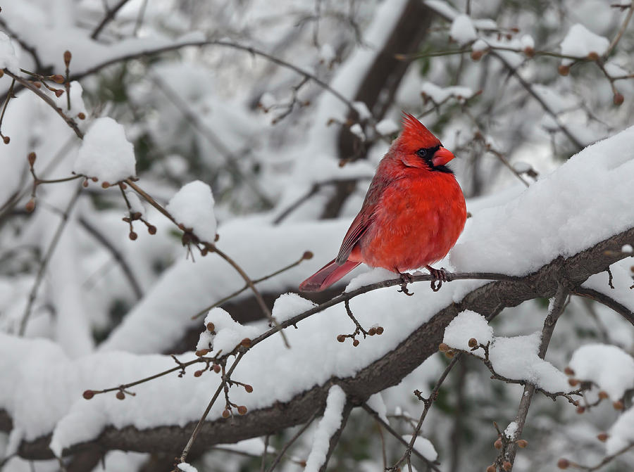Cardinal in the Snow 1 Photograph by Robert Ullmann