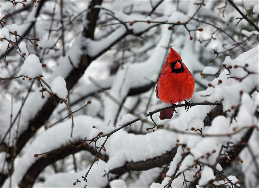 Snow Photograph - Cardinal in the Snow 2 by Robert Ullmann