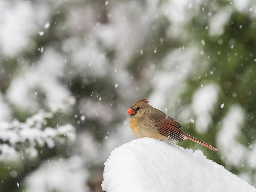 Cardinal in the Snow Photograph by David Kay