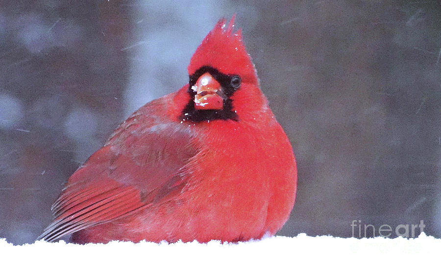Cardinal in the Snow Photograph by Eunice Warfel