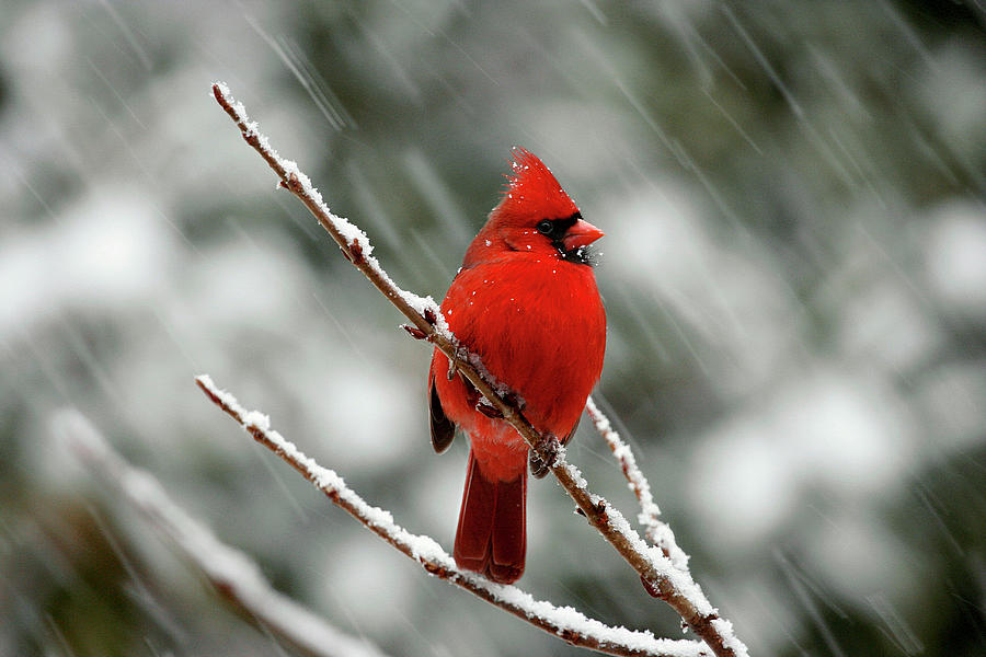 Nature Photograph - Cardinal in the Snow by Gina Fitzhugh