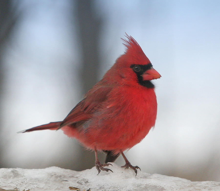 Cardinal Photograph - Cardinal In The Snow by Laurie With Cardinal Photograph - Cardinal In The Snow by Laurie With