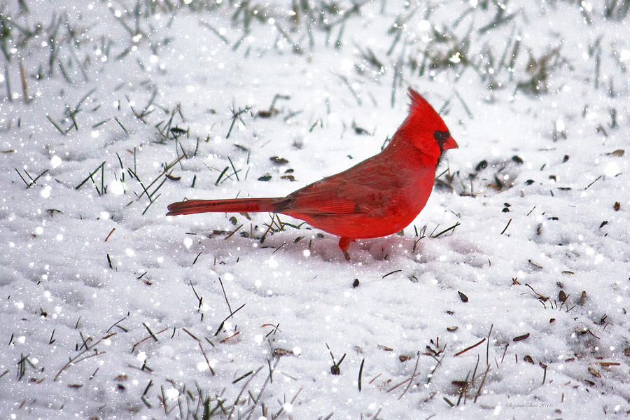 Cardinal in the snow Photograph by Suzanne Stout