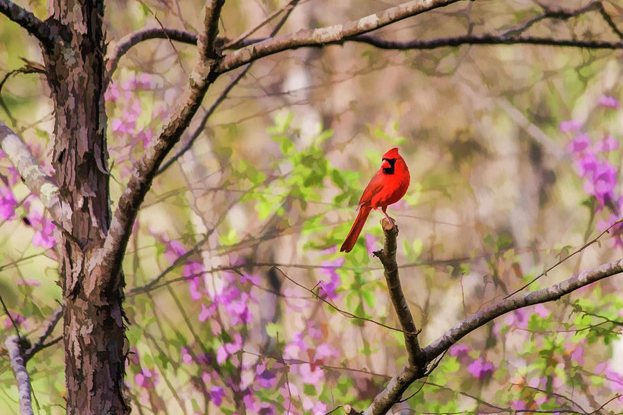 Cardinal Digital Art - Cardinal And Redbuds in the Spring by Lisa Lemmons-Powers