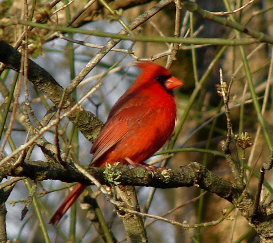 Cardinal in the sun Photograph by Carl Moore