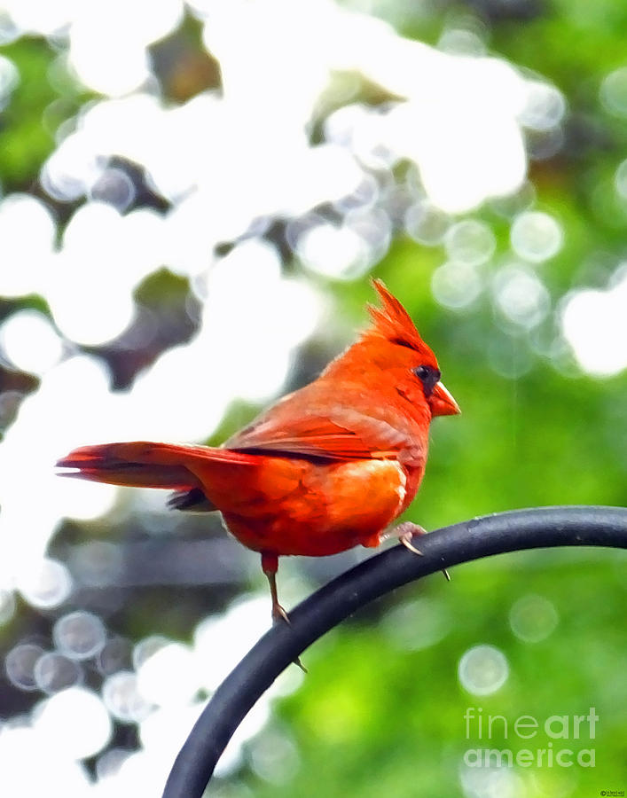 Cardinal in the Sunshine Photograph by Lizi Beard-Ward