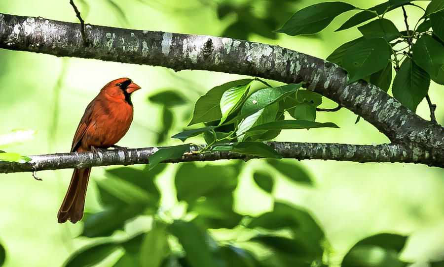 Cardinal in the trees. Digital Art by Ed Stines