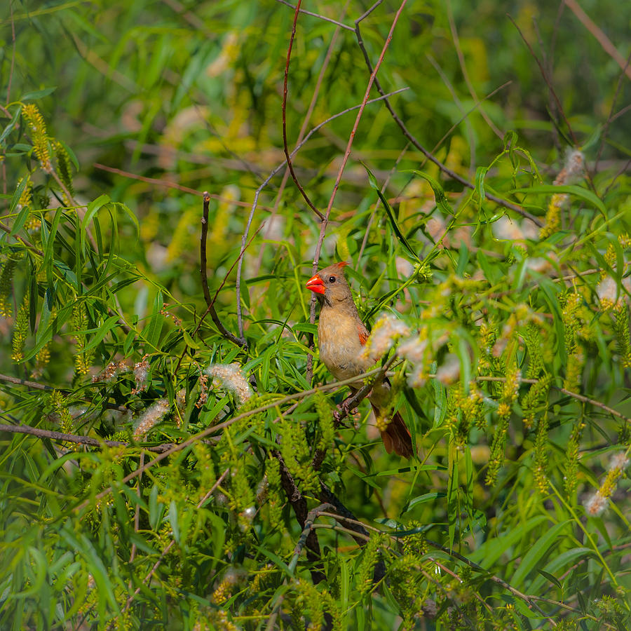 Cardinal in the Willows Photograph by Jeff Phillippi