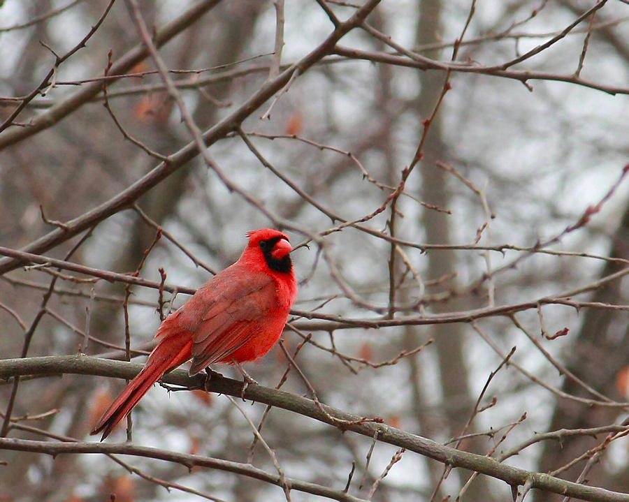 Cardinal in the Winter Photograph by Angela Murdock