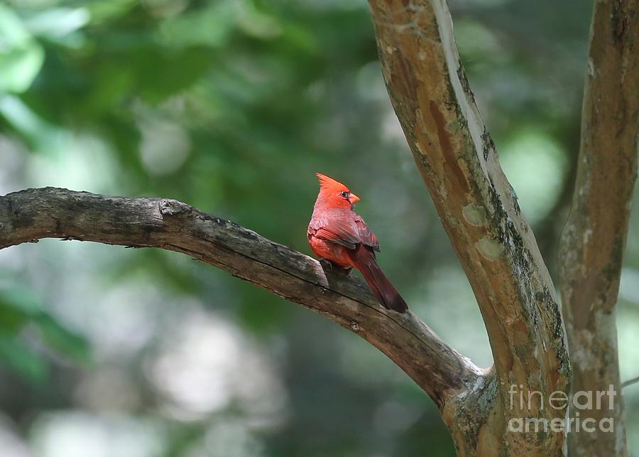 Cardinal in Tree Photograph by Carol Groenen