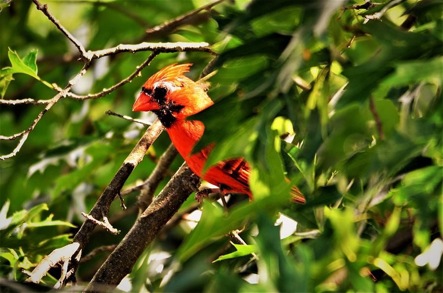 Cardinal in Tree Photograph by Chuck Brown