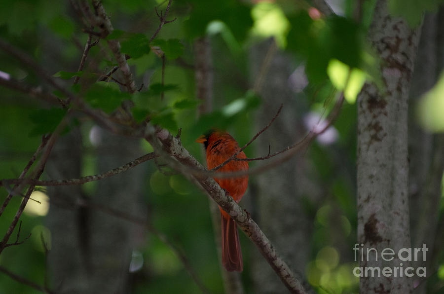 Cardinal In Tree Photograph